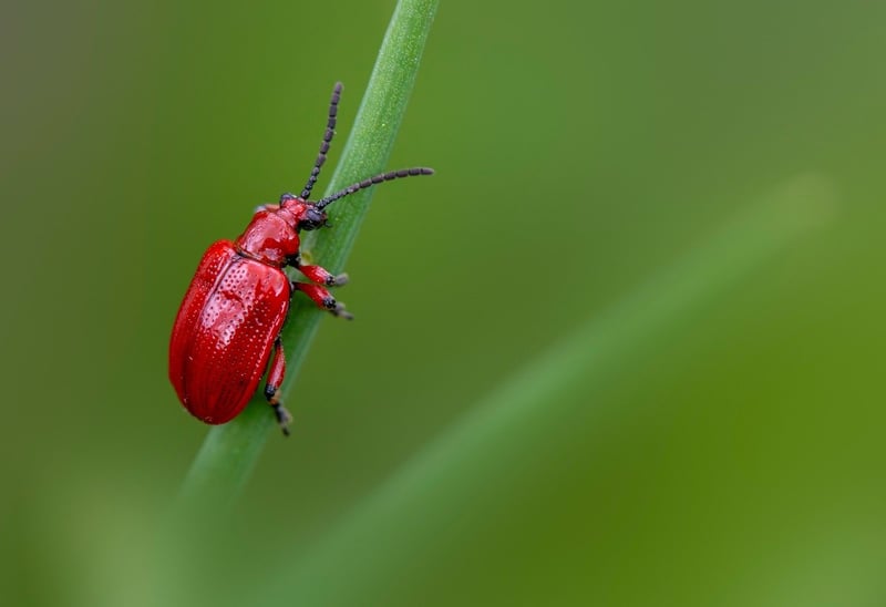 Pest Control