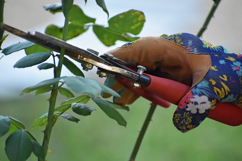 Pruning Guidance