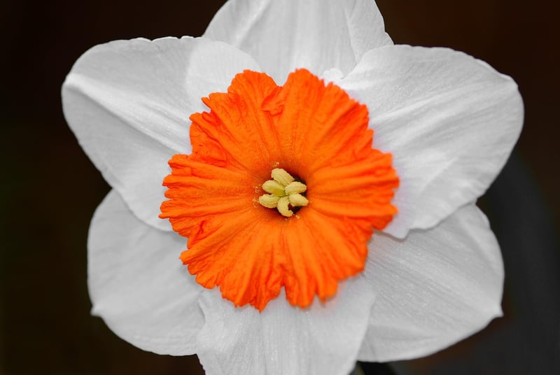 Colorful Flowers